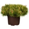 Kriech-Kiefer Höhe Ca. 40 - 50 Cm Topf Ca. 10 LPinus Mugo -Compoten Geschaft 374454 3358 1