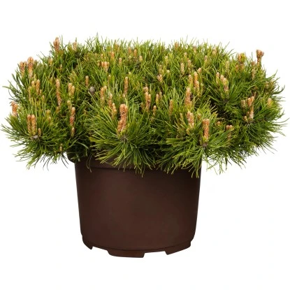 Kriech-Kiefer Höhe Ca. 40 - 50 Cm Topf Ca. 10 LPinus Mugo 3 Kriech-Kiefer Höhe Ca. 40 - 50 Cm Topf Ca. 10 LPinus Mugo