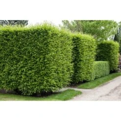 Hainbuche Set à 40 Stück Höhe Ca. 125 - 150 Cm Topf Ca. 5 L Carpinus Betulus -Compoten Geschaft 3855863 3358 3 2