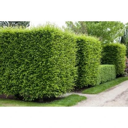 Hainbuche Set à 60 Stück Höhe Ca. 125 - 150 Cm Topf Ca. 5 L Carpinus Betulus 5 Hainbuche Set à 60 Stück Höhe Ca. 125 - 150 Cm Topf Ca. 5 L Carpinus Betulus – Bild 3