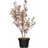 OBI Heidelbeere "Elisabeth" Höhe Ca. 30 Cm - 40 Cm Topf Ca. 3 L Vaccinium -Compoten Geschaft 387520 3358 1