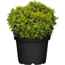 OBI Zwerg-Moos-Scheinzypresse "Plumosa Compressa" Höhe Ca. 20 - 30 Cm Topf 4,6 L