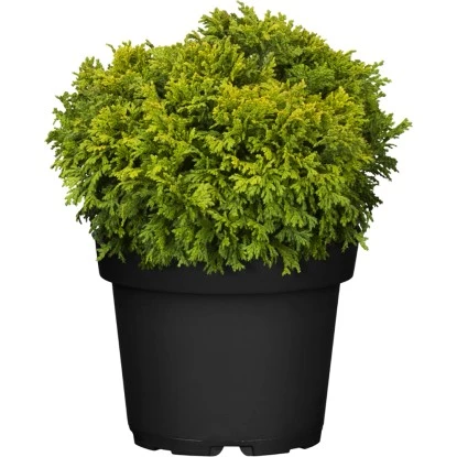 OBI Zwerg-Moos-Scheinzypresse "Plumosa Compressa" Höhe Ca. 20 - 30 Cm Topf 4,6 L 3 OBI Zwerg-Moos-Scheinzypresse "Plumosa Compressa" Höhe Ca. 20 - 30 Cm Topf 4,6 L