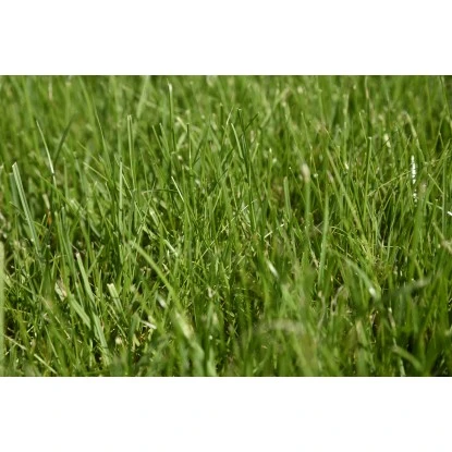 Kiepenkerl Saatgut RSM 2.3 Gebrauchsrasen - Spielrasen 10 Kg Für 250 M² 4 Kiepenkerl Saatgut RSM 2.3 Gebrauchsrasen - Spielrasen 10 Kg Für 250 M² – Bild 2