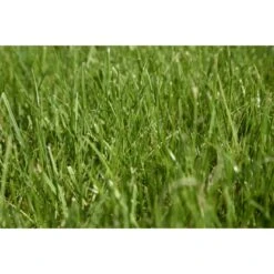 Kiepenkerl Saatgut RSM 2.3 Gebrauchsrasen - Spielrasen 10 Kg Für 250 M² 12 Kiepenkerl Saatgut RSM 2.3 Gebrauchsrasen - Spielrasen 10 Kg Für 250 M² -Compoten Geschaft 4000159623491 4161 2