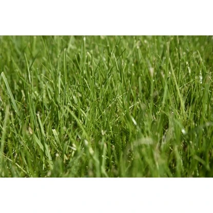 Kiepenkerl Saatgut RSM 2.3 Gebrauchsrasen - Spielrasen 10 Kg Für 250 M² 5 Kiepenkerl Saatgut RSM 2.3 Gebrauchsrasen - Spielrasen 10 Kg Für 250 M² – Bild 3