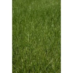 Kiepenkerl Saatgut RSM 2.3 Gebrauchsrasen - Spielrasen 10 Kg Für 250 M² 13 Kiepenkerl Saatgut RSM 2.3 Gebrauchsrasen - Spielrasen 10 Kg Für 250 M² -Compoten Geschaft 4000159623491 4161 3