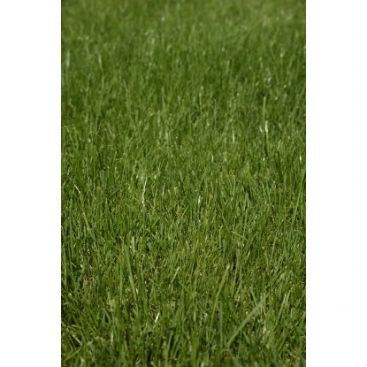 Kiepenkerl Saatgut RSM 2.3 Gebrauchsrasen - Spielrasen 10 Kg Für 250 M² 6 Kiepenkerl Saatgut RSM 2.3 Gebrauchsrasen - Spielrasen 10 Kg Für 250 M² – Bild 4