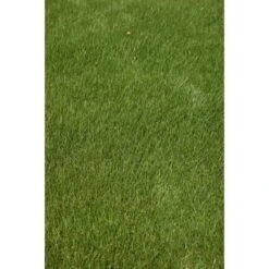 Kiepenkerl Saatgut RSM 2.3 Gebrauchsrasen - Spielrasen 10 Kg Für 250 M² 14 Kiepenkerl Saatgut RSM 2.3 Gebrauchsrasen - Spielrasen 10 Kg Für 250 M² -Compoten Geschaft 4000159623491 4161 4