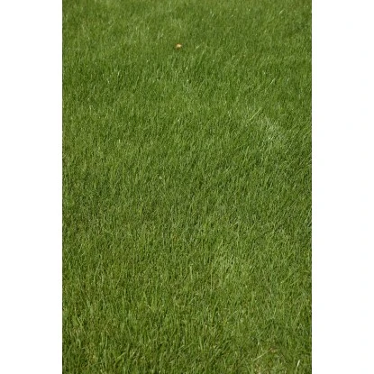 Kiepenkerl Saatgut RSM 2.3 Gebrauchsrasen - Spielrasen 10 Kg Für 250 M² 7 Kiepenkerl Saatgut RSM 2.3 Gebrauchsrasen - Spielrasen 10 Kg Für 250 M² – Bild 5