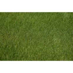 Kiepenkerl Saatgut RSM 2.3 Gebrauchsrasen - Spielrasen 10 Kg Für 250 M² 15 Kiepenkerl Saatgut RSM 2.3 Gebrauchsrasen - Spielrasen 10 Kg Für 250 M² -Compoten Geschaft 4000159623491 4161 5