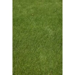 Kiepenkerl Saatgut RSM 2.3 Gebrauchsrasen - Spielrasen 10 Kg Für 250 M² 16 Kiepenkerl Saatgut RSM 2.3 Gebrauchsrasen - Spielrasen 10 Kg Für 250 M² -Compoten Geschaft 4000159623491 4161 6