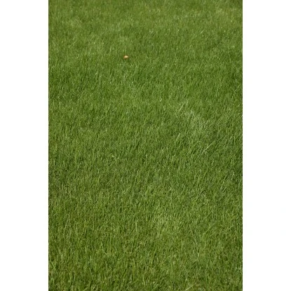 Kiepenkerl Saatgut RSM 2.3 Gebrauchsrasen - Spielrasen 10 Kg Für 250 M² 9 Kiepenkerl Saatgut RSM 2.3 Gebrauchsrasen - Spielrasen 10 Kg Für 250 M² – Bild 7