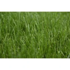 Kiepenkerl Saatgut RSM 3.2 Sportrasen - Regeneration 10 Kg Für 350 M² -Compoten Geschaft 4000159623583 4161 2