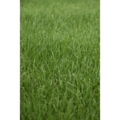 Kiepenkerl Saatgut RSM 3.2 Sportrasen - Regeneration 10 Kg Für 350 M² -Compoten Geschaft 4000159623583 4161 3