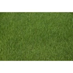 Kiepenkerl Saatgut RSM 3.2 Sportrasen - Regeneration 10 Kg Für 350 M² -Compoten Geschaft 4000159623583 4161 4