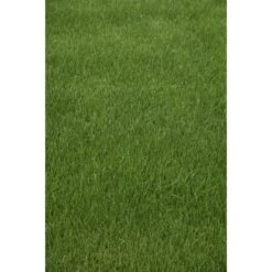 Kiepenkerl Saatgut RSM 3.2 Sportrasen - Regeneration 10 Kg Für 350 M² -Compoten Geschaft 4000159623583 4161 5