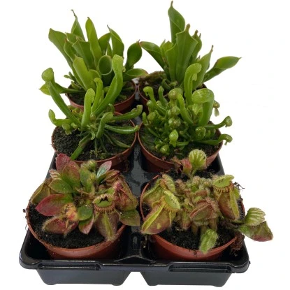 Fleischfresser Raritäten Mix Topf- Ø Ca. 9 Cm 3 Fleischfresser Raritäten Mix Topf- Ø Ca. 9 Cm