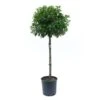 GROW By OBI Portugies. Kirschlorbeer Ca. 100 Cm Topf Ca. 18 L Prunus Lusitanica -Compoten Geschaft 4017442003380 4104 S 01