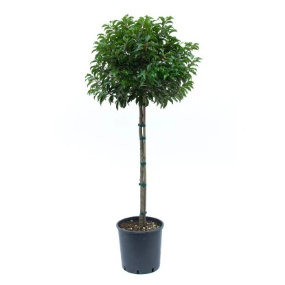 GROW By OBI Portugies. Kirschlorbeer Ca. 100 Cm Topf Ca. 18 L Prunus Lusitanica 3 GROW By OBI Portugies. Kirschlorbeer Ca. 100 Cm Topf Ca. 18 L Prunus Lusitanica