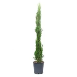GROW By OBI Toskana-Zypresse Ca. 175/200 Cm Topf Ca. 25 L Cupressus Sempervirens