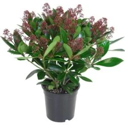 OBI Skimmie "Rubella" Topf-Ø Ca. 17 Cm Skimmia Japonica