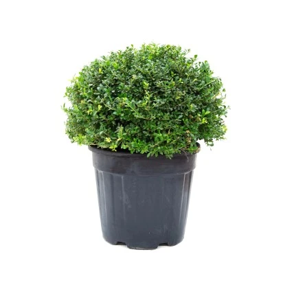 GROW By OBI Berg-Ilex "Glorie Gem" Kugel ø Ca. 35 Cm Topf Ca. 10 L Ilex Crenta 3 GROW By OBI Berg-Ilex "Glorie Gem" Kugel ø Ca. 35 Cm Topf Ca. 10 L Ilex Crenta