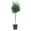 GROW By OBI Glanzmispel "Red Robin" Halbstamm Topf Ca. 30 L Photinia Fraseri 1 GROW By OBI Glanzmispel "Red Robin" Halbstamm Topf Ca. 30 L Photinia Fraseri -Compoten Geschaft 4017442037347 4104 S 01