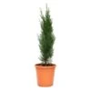 GROW By OBI Säulen-Zypresse "Totem" Topf Ca. 5 L Cupressus Sempervirens 1 GROW By OBI Säulen-Zypresse "Totem" Topf Ca. 5 L Cupressus Sempervirens -Compoten Geschaft 4017442042426 4104 S 01