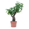 GROW By OBI Bonsai-Weinrebe 40 Cm Topf Ca. 6 L Vitis Vinifera -Compoten Geschaft 4017442046479 4104 S 01