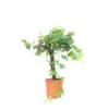 GROW By OBI Weinrebe Topf Ca. 15 L Vitis Vinifera -Compoten Geschaft 4017442046486 4104 S 01