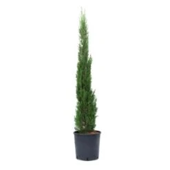 GROW By OBI Toskana-Zypresse Ca. 80/100 Cm Topf Ca. 10 L Cupressus Sempervirens