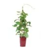 GROW By OBI Kiwi "Solo" Topf Ca. 6 L Actinidia Chinensis 2 GROW By OBI Kiwi "Solo" Topf Ca. 6 L Actinidia Chinensis -Compoten Geschaft 4017442052258 4104 S 01