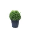 GROW By OBI Buchsbaum "Faulkner" Ca. 40 Cm Topf Ca. 15 L Buxus Microphylla -Compoten Geschaft 4017442052609 4104 S 01