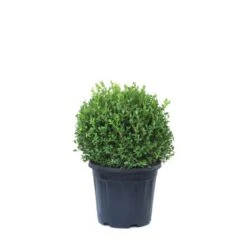 GROW By OBI Buchsbaum "Faulkner" Ca. 40 Cm Topf Ca. 15 L Buxus Microphylla