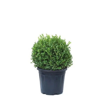 GROW By OBI Buchsbaum "Faulkner" Ca. 40 Cm Topf Ca. 15 L Buxus Microphylla 3 GROW By OBI Buchsbaum "Faulkner" Ca. 40 Cm Topf Ca. 15 L Buxus Microphylla