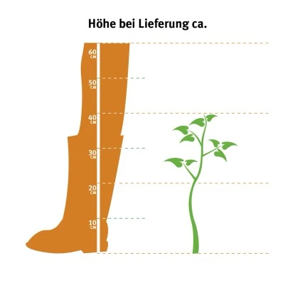 Eibe Set à 30 Stück Höhe Ca. 80 - 100 Cm Ballenware Taxus Baccata 8 Eibe Set à 30 Stück Höhe Ca. 80 - 100 Cm Ballenware Taxus Baccata – Bild 6