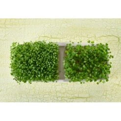 Sperli Grünsprossen-Duo-Anzuchtschale -Compoten Geschaft 423874 4161 85014 4