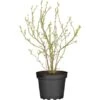 GROW By OBI Heidelbeere "Bluetta" Höhe Ca. 40 - 50 Cm Topf-Ø Ca. 3 L Vaccinium -Compoten Geschaft 433180 3358 1