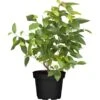 GROW By OBI Heidelbeere "Brigitta" Höhe Ca. 40 - 50 Cm Topf Ca. 3 L Vaccinium