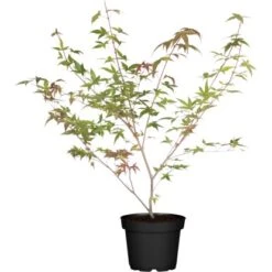 OBI Fächerahorn "Beni Maiko" Höhe Ca. 40 - 60 Cm Top-Ø Ca. 19 Cm Acer