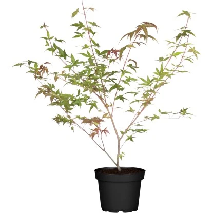 OBI Fächerahorn "Beni Maiko" Höhe Ca. 40 - 60 Cm Top-Ø Ca. 19 Cm Acer 3 OBI Fächerahorn "Beni Maiko" Höhe Ca. 40 - 60 Cm Top-Ø Ca. 19 Cm Acer