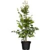 Rotbuche Grün Höhe Ca. 60 - 80 Cm Topf Ca. 3 L Fagus Sylvatica -Compoten Geschaft 4374872 3358 1