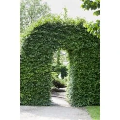 Rotbuche Grün Höhe Ca. 60 - 80 Cm Topf Ca. 3 L Fagus Sylvatica -Compoten Geschaft 4374872 3358 3 1