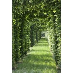 Rotbuche Set à 50 Stück Höhe Ca. 80 - 100 Cm Topf Ca. 2 L Fagus Sylvatica -Compoten Geschaft 4374872 3358 4 2