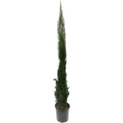 OBI Säulen-Zypresse "Totem" Höhe Ca. 125 Cm Topf Ca. 15 L Cupressus Sempervirens
