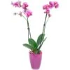 Schmetterlings-Orchidee 2-Trieber "Phantom" Im Glas-Gefäß -Compoten Geschaft 4583258 4883 Orchidee