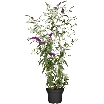 OBI Schmetterlingsstrauch 3 OBI Schmetterlingsstrauch