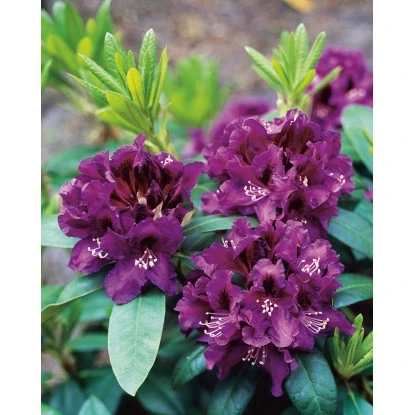OBI Rhododendron-Hybride "Rasputin" Violett Höhe Ca. 20 - 30 Cm Topf Ca. 5 L 3 OBI Rhododendron-Hybride "Rasputin" Violett Höhe Ca. 20 - 30 Cm Topf Ca. 5 L