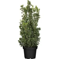 Stechpalme "Heckenstar" Höhe Ca. 80 - 100 Cm Topf Ca. 10 L Ilex Meserveae